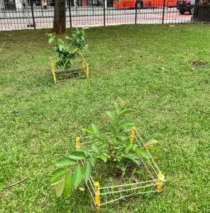 Fruit trees project, curitiba, paraná, brazil, green, soil, goiabeira serrana