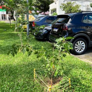 Fruit trees project, curitiba, paraná, brazil, green, soil, amoreira