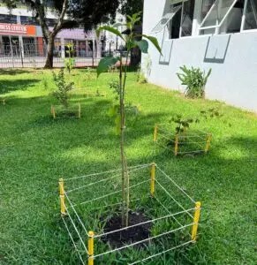 Fruit trees project, curitiba, paraná, brazil, green, soil, mata atlântica