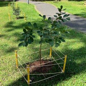 Fruit trees project, curitiba, paraná, brazil, green, soil, araça