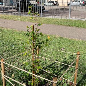 Fruit trees project, curitiba, paraná, brazil, green, soil, acerola