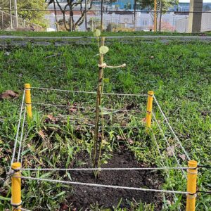 Fruit trees project, curitiba, paraná, brazil, green, soil, mirtilo