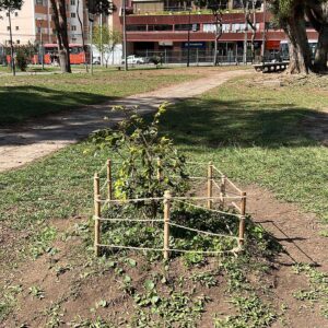 Fruit trees project, curitiba, paraná, brazil, green, soil, jabuticabeira