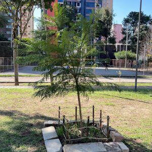 Fruit trees project, curitiba, paraná, brazil, green, soil, jacarandá