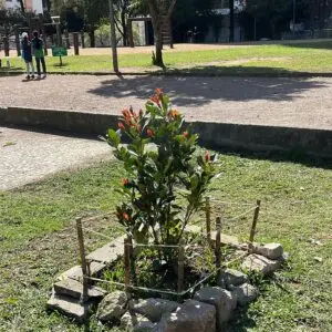 Fruit trees project, curitiba, paraná, brazil, green, soil, grumixama