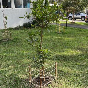 Fruit trees project, curitiba, paraná, brazil, green, soil, limoeiro