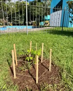 Fruit trees project, curitiba, paraná, brazil, green, soil, mata atlântica