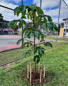 Fruit trees project, curitiba, paraná, brazil, green, soil, embauba