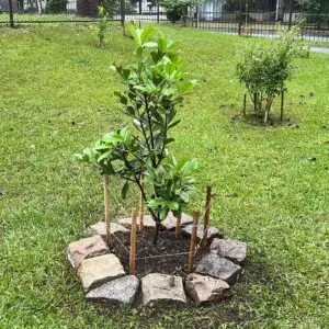 Fruit trees project, curitiba, paraná, brazil, green, soil, mata atlântica