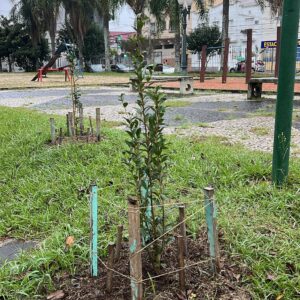 Fruit trees project, curitiba, paraná, brazil, green, soil, cereja do rio grande