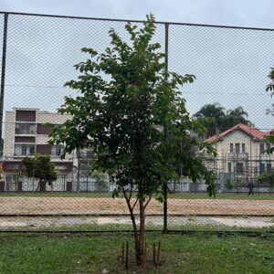 Fruit trees project, curitiba, paraná, brazil, green, soil, gabiroba