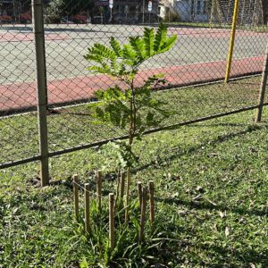 Fruit trees project, curitiba, paraná, brazil, green, soil, pau brasil