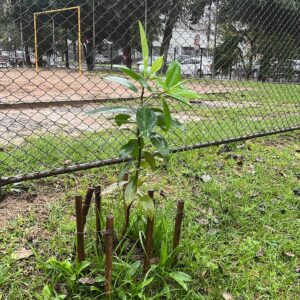 Fruit trees project, curitiba, paraná, brazil, green, soil, capororoca