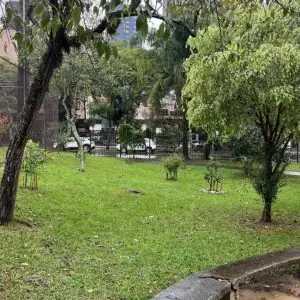 Fruit trees project, curitiba, paraná, brazil, green, soil, mata atlântica