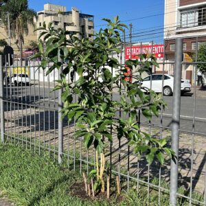 Fruit trees project, curitiba, paraná, brazil, green, soil, fruta do sabia