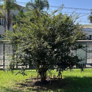 Fruit trees project, curitiba, paraná, brazil, green, soil, pitangueira
