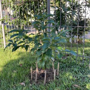 Fruit trees project, curitiba, paraná, brazil, green, soil, abacateiro