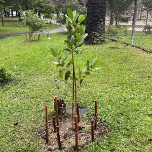 Fruit trees project, curitiba, paraná, brazil, green, soil, guanandi
