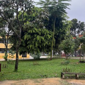Fruit trees project, curitiba, paraná, brazil, green, soil, mata atlântica