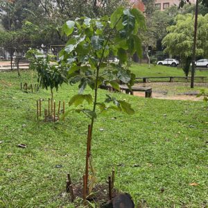 Fruit trees project, curitiba, paraná, brazil, green, soil, ipê