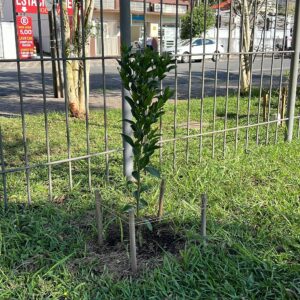 Fruit trees project, curitiba, paraná, brazil, green, soil, tangerina ponkan