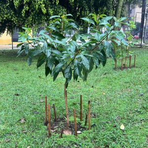 Fruit trees project, curitiba, paraná, brazil, green, soil, tucaneiro