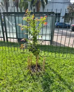 Fruit trees project, curitiba, paraná, brazil, green, soil, jequitibá