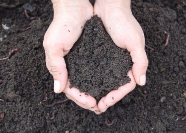 Earthworm Humus: the Secret to Perfect Soil